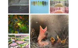 The six winning images from the competition. 