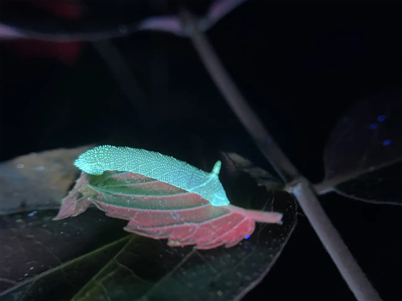 Unseen World of Ultraviolet Insects